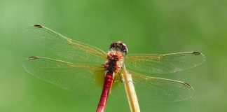 Libelula ca animal spiritual
