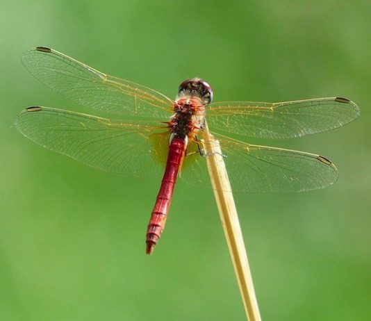 Libelula ca animal spiritual